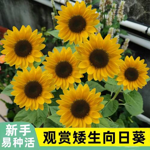 矮向日葵种子四季开花盆栽