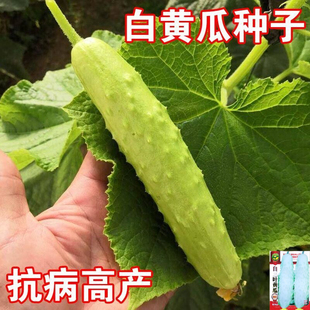 中早熟翠玉白黄瓜种子白叶三黄瓜种籽春秋栽培四季水果春季秋夏孑
