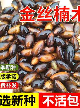 当年新采金丝楠木种子