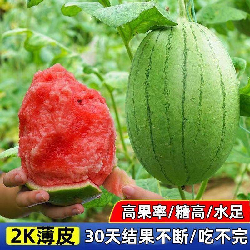 早春红玉无籽西瓜种子高产四季