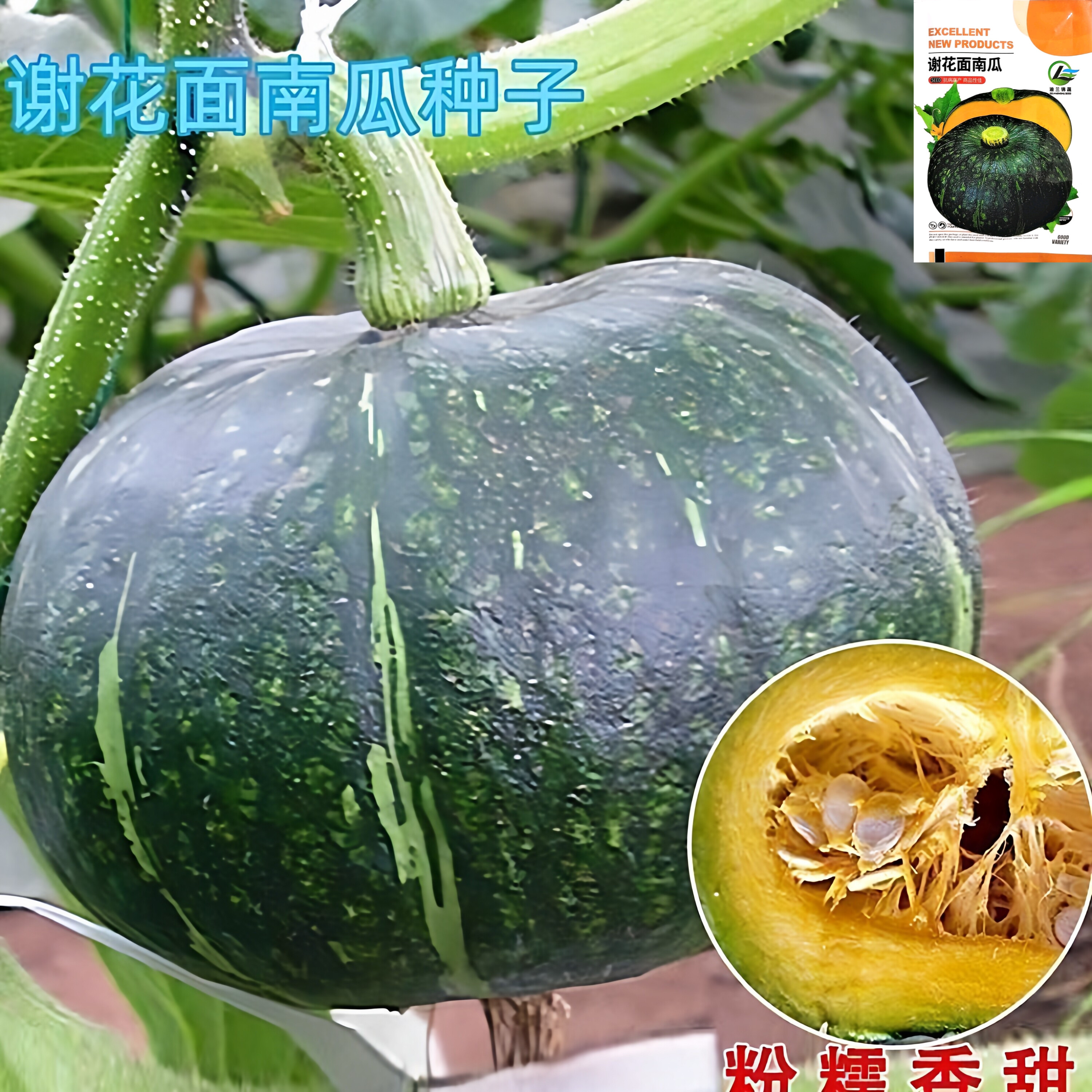 谢花面南瓜种子蛋黄香花绿皮窝瓜籽倭瓜早熟瓜果甘面超甜四季蔬菜