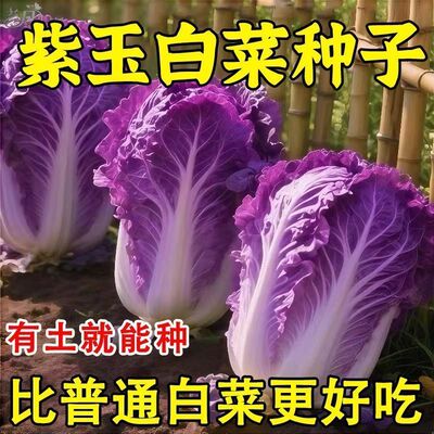 紫玉白菜种子四季可播庭院田地