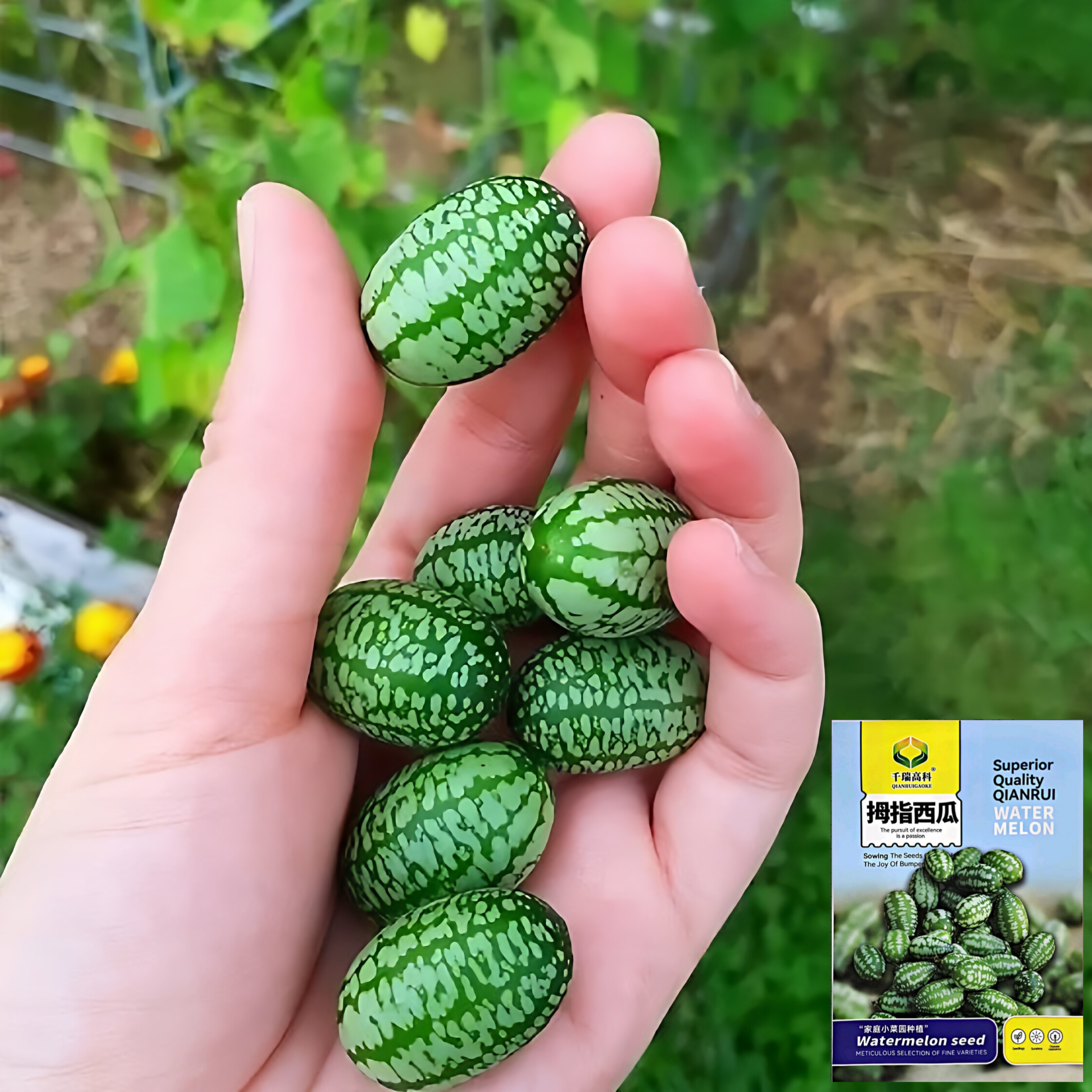 拇指西瓜种子袖珍迷你小西瓜可食用阳台盆栽观赏特色蔬菜水果种子
