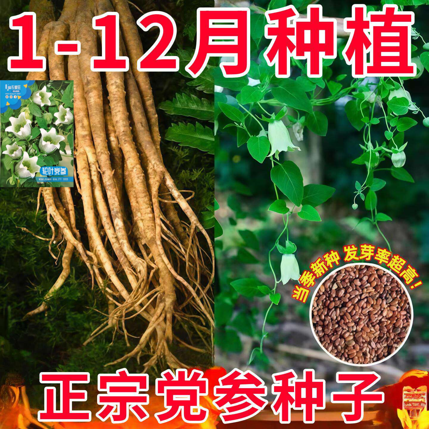 甘肃岷县野生特级党参种子四季高图片