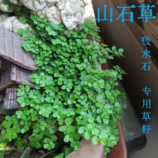 山石草籽种子吸水石上的盆景植物假山草矮珍珠草养不死一年四季青