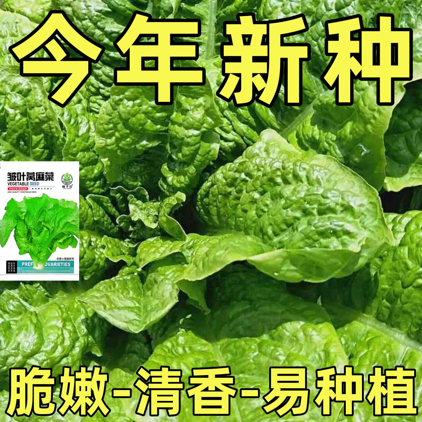 皱叶莴麻菜曲麻菜种子四季可播图片
