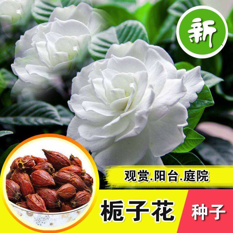 栀子花种子芳香型四季播种易活开花盆栽植物室内室外花种花卉种孑