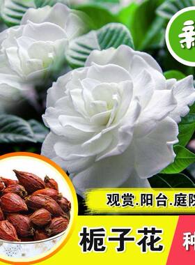 栀子花种子芳香易活四季播种