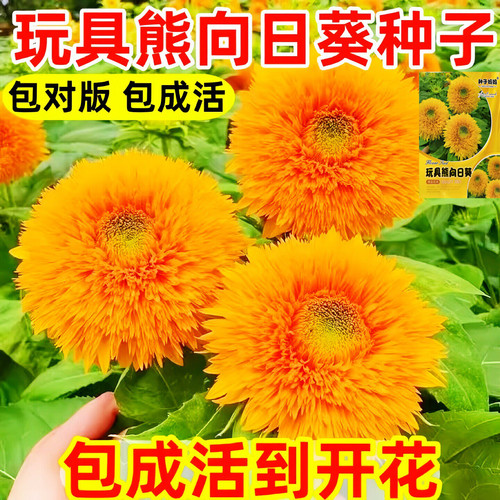 重瓣玩具熊向日葵种子耐旱耐热