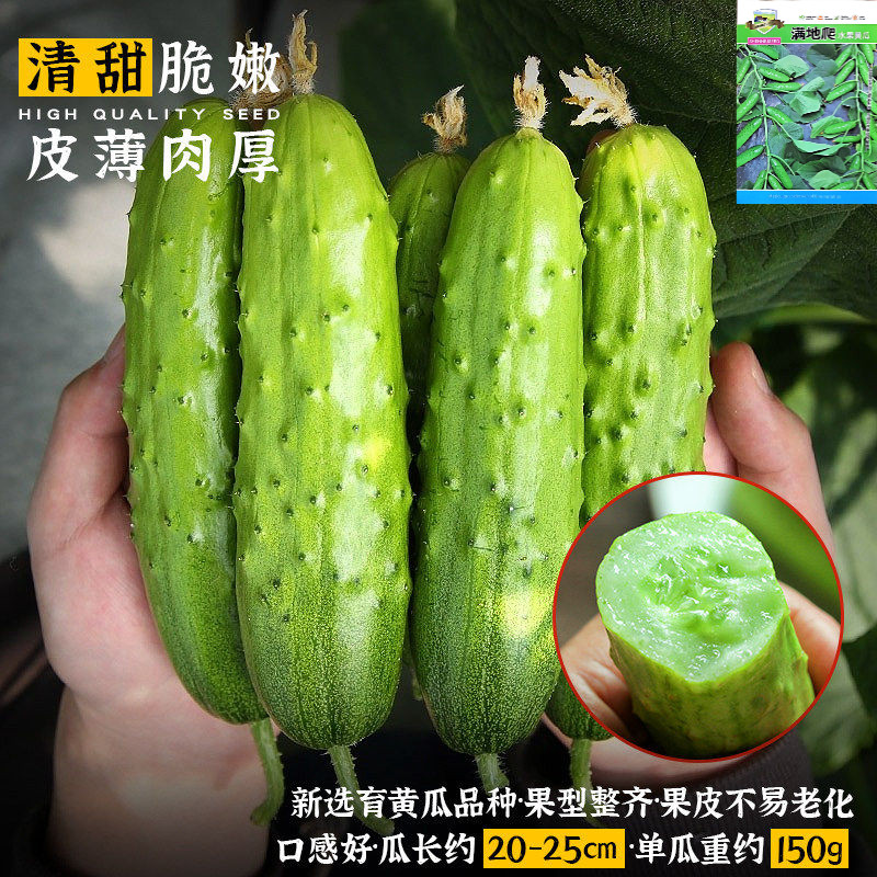 本地庭院满地爬黄瓜种子图片