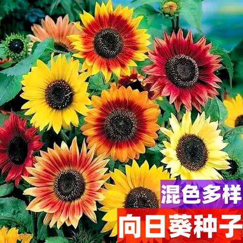 向日葵种子四季室内盆栽易活