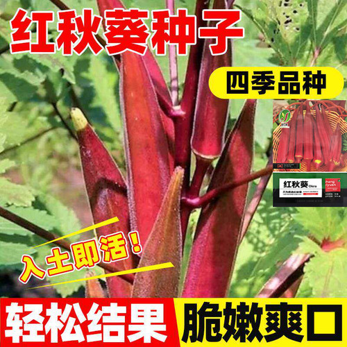 红秋葵种子四季高产早熟
