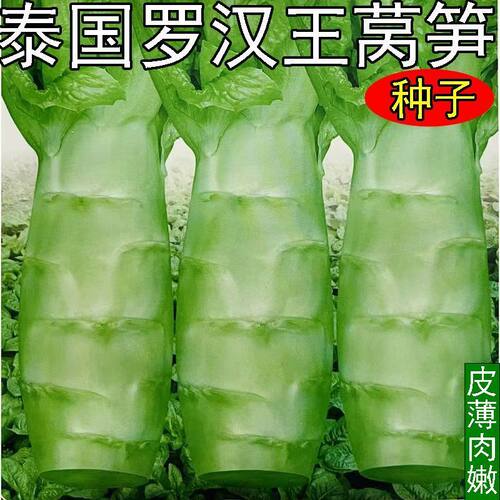泰国罗汉王莴笋种子四季可播耐寒