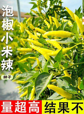 黄金指朝天椒种子小米辣种子黄色小辣椒种子春夏阳台庭院蔬菜种子