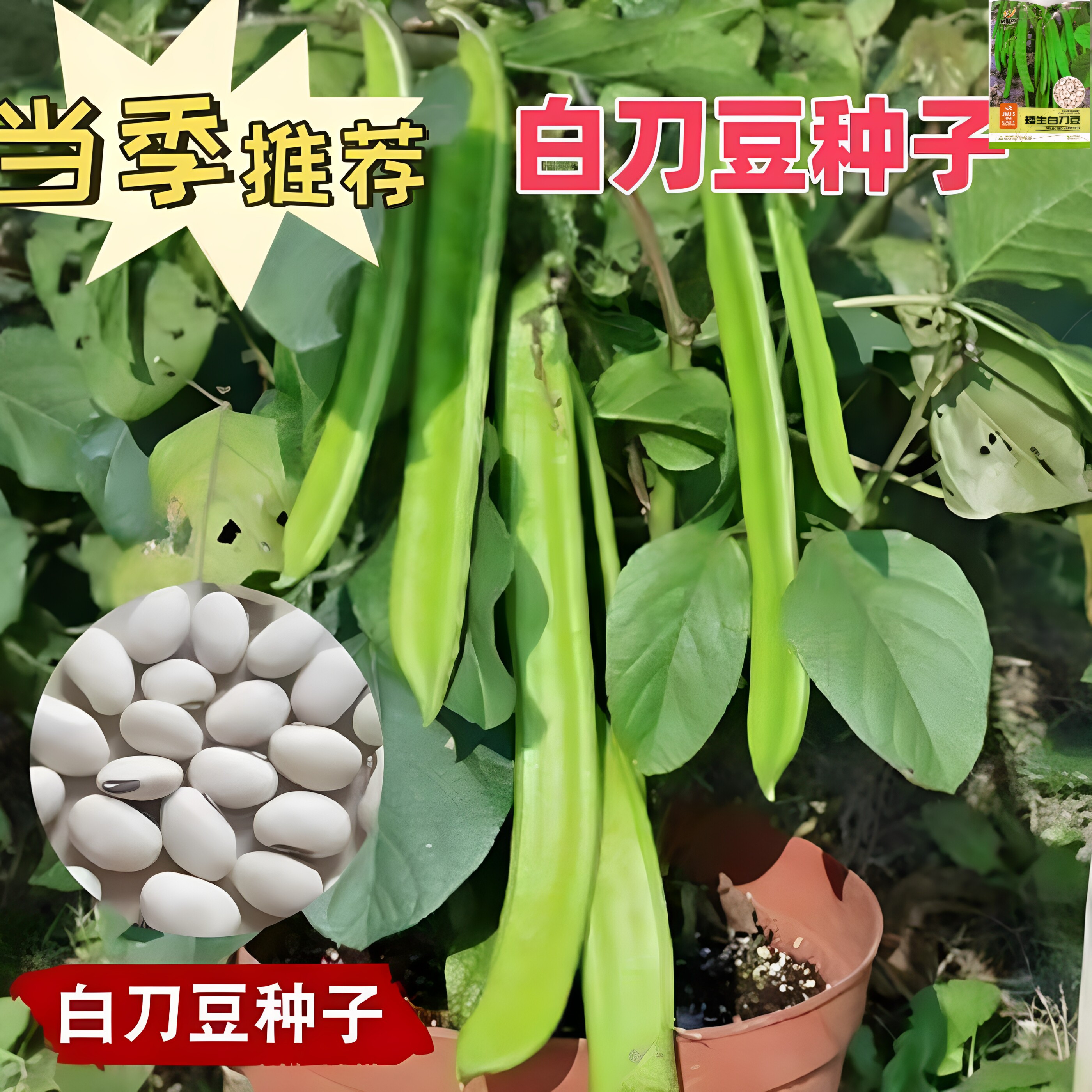 白刀豆种子种籽孑大刀豆苗四季蔬菜苗农家田园无架特大巨型长豆角