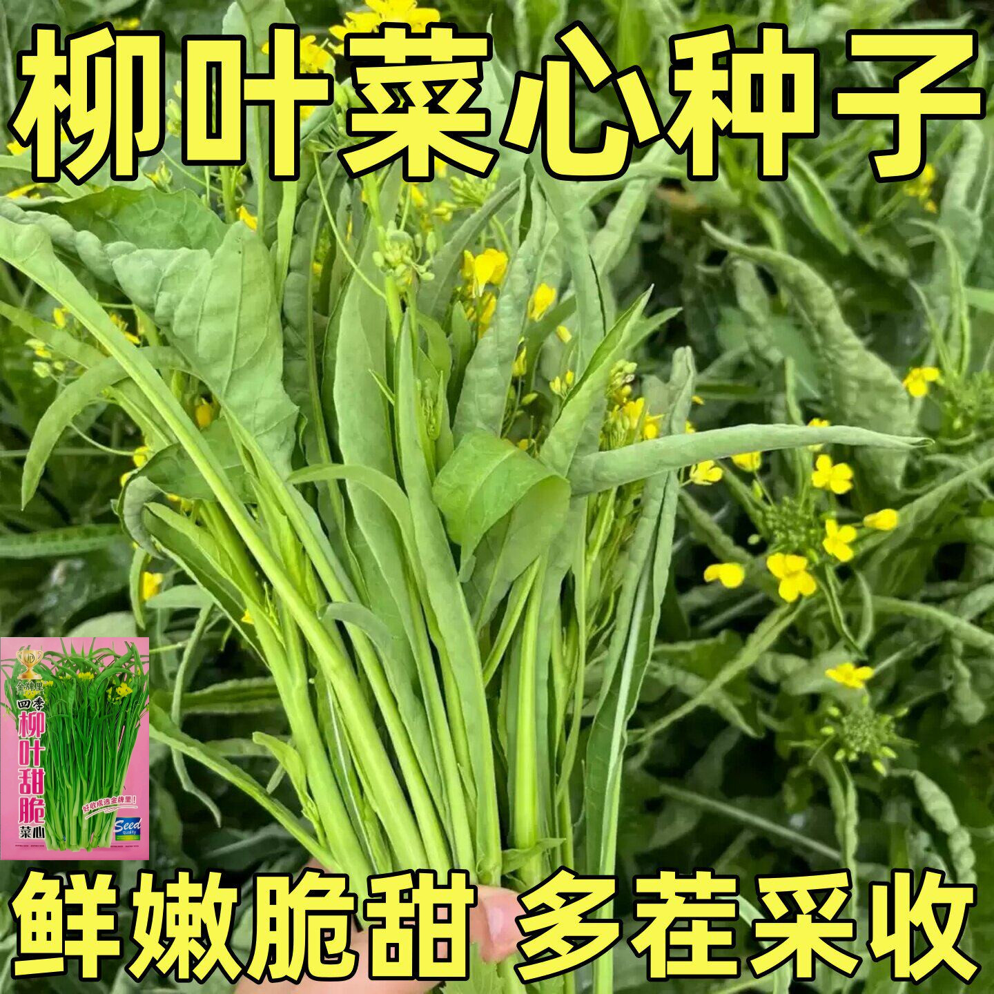 柳叶菜心种子多芽柳叶甜菜心种子菜苔种子阳台广东广西蔬菜种子