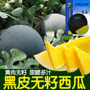 高产无籽西瓜种子黄肉西瓜无籽黑皮黄瓤春夏季种植水果超甜黄心瓜