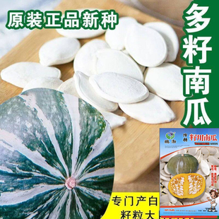 【新种上市】专产南瓜子南瓜种子大粒白瓜子南瓜种子食用多籽南瓜