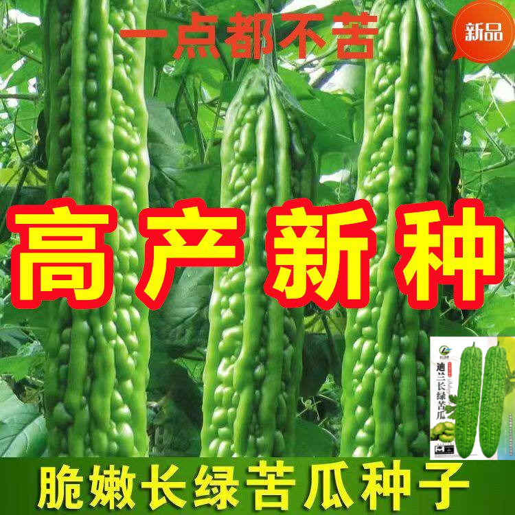 苦瓜种子长款长绿苦瓜种子四季抗病耐寒特大苦瓜种籽蔬菜种子