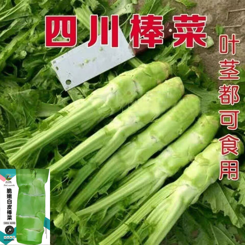 特大花叶棒菜种子四季高产耐寒图片
