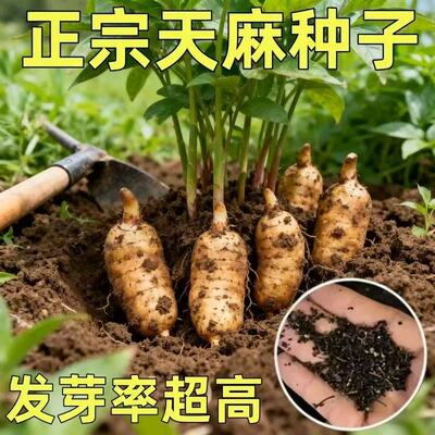 秋冬种植高产乌红天麻种子