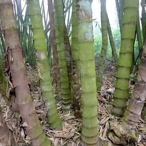 大型巨龙竹楠竹种子四季庭院种植