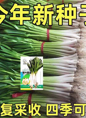 四季宽叶蒜苗种子耐寒抗病易种