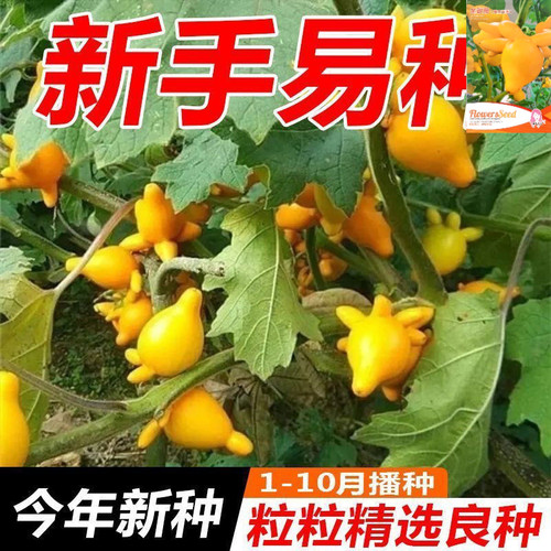 金银茄种子乳茄种子五指茄种籽观赏盆栽五代同堂黄金果春秋四季籽