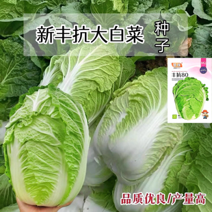 丰抗80白菜种子好吃亩产量高早熟抱头大白菜籽_耐热秋播蔬菜种子