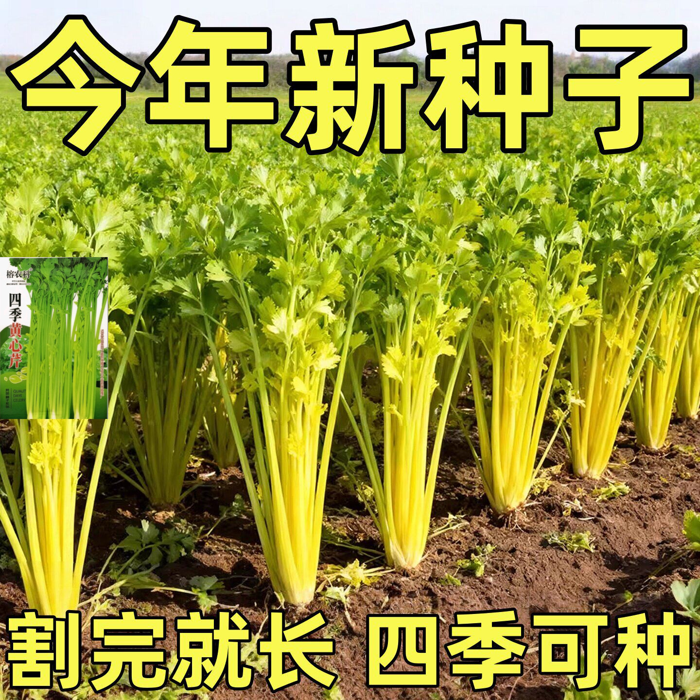 四季黄心芹菜种子小香芹种子耐高温抗寒西芹青菜阳台庭院蔬菜种子