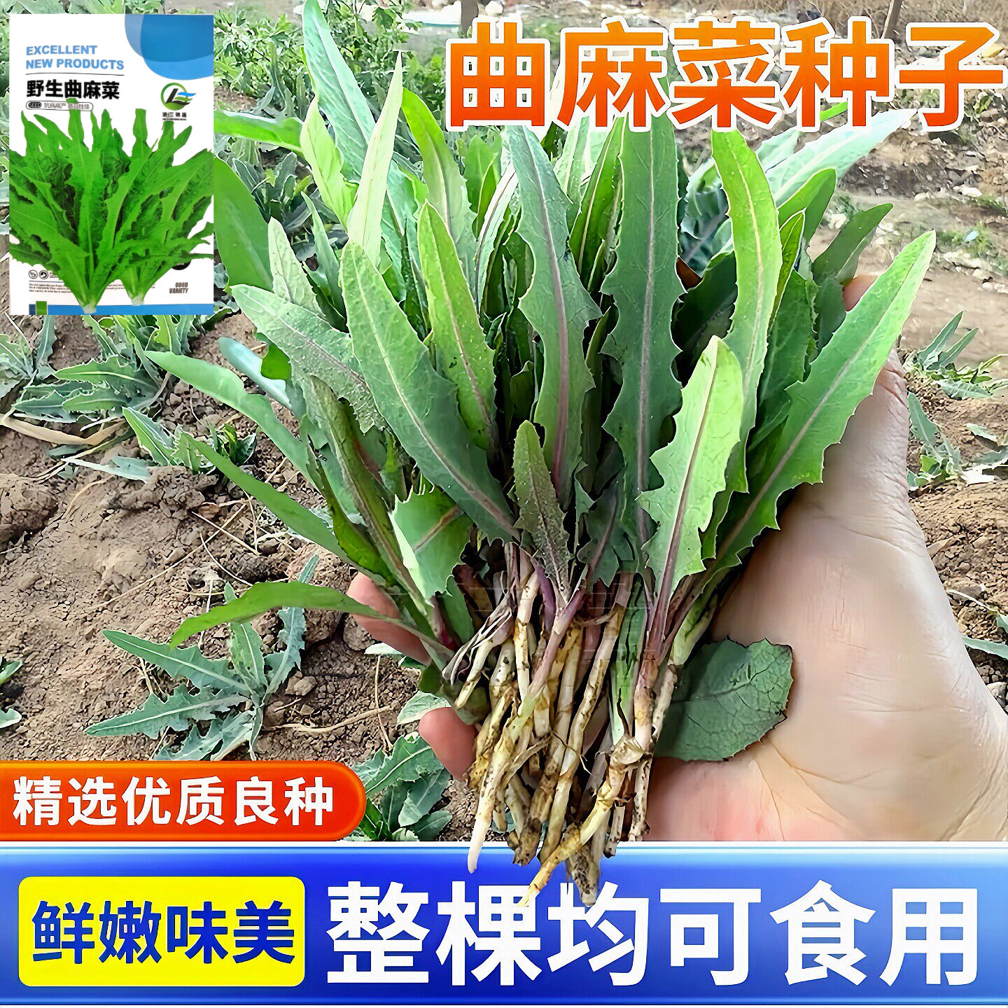 【野生苦麻菜曲芽菜种子】野生曲麻菜东北野菜一年种植多年收获