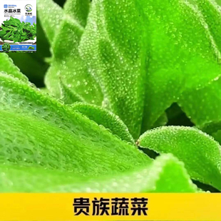 正品冰菜新鲜冰晶菜南方蔬菜四季长寿菜营养高钙冻不死沙拉菜