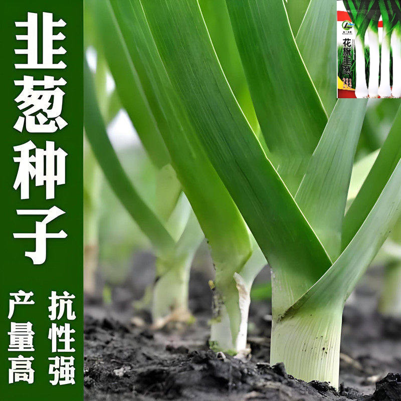 花旗韭葱种子大葱籽洋蒜苗青蒜耐热抗病四季播农家田园蔬菜种籽子