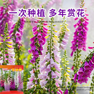 适合春秋天播庭院室外走廊花卉多年开花耐寒毛地黄种子洋地黄花籽