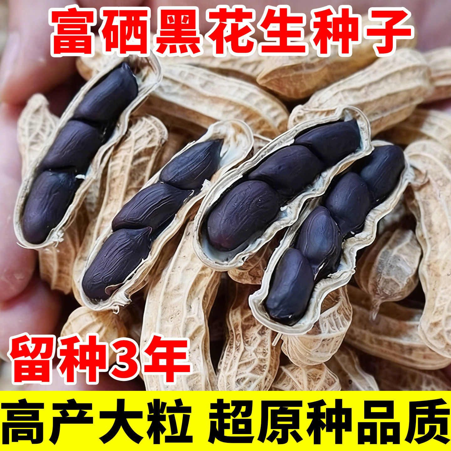 农科院高产富硒黑花生种子图片