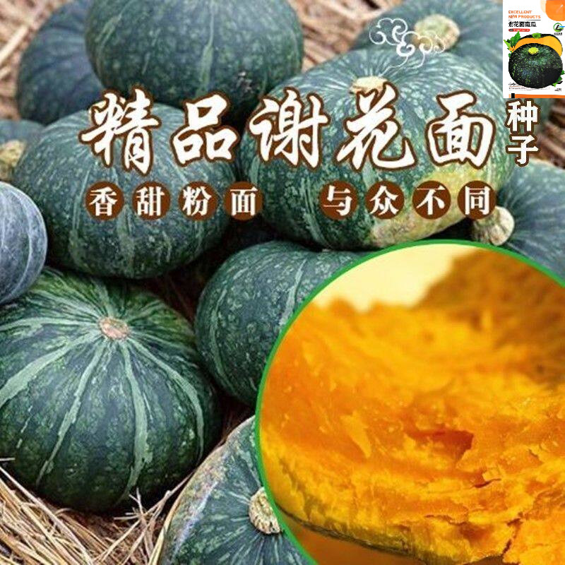 谢花面南瓜种子蛋黄香花绿皮窝瓜籽倭瓜早熟瓜果甘面超甜四季蔬菜