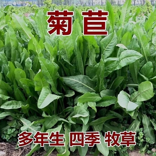 大叶多年生菊苣种子四季牧草