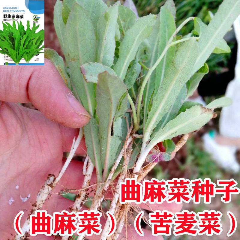 野生苦麻菜种子四季阳台盆栽图片