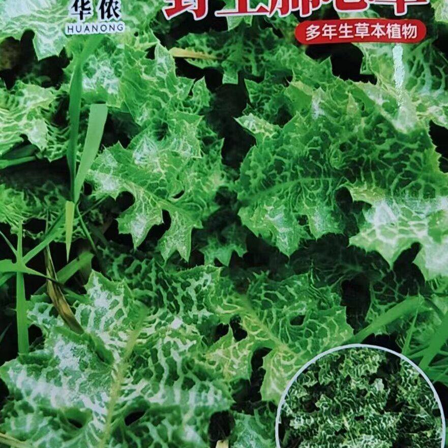 野生肺心草子籽正品山货_原始老品种_厚叶大花苞种子
