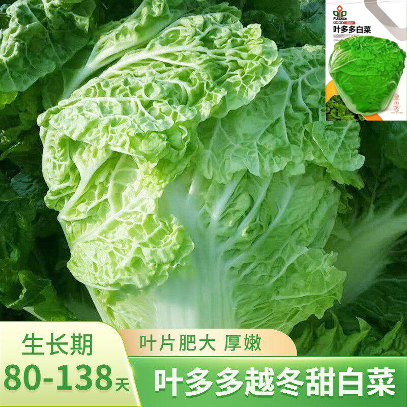 叶多多越冬甜白菜种子耐寒结球包心大白菜种籽四川秋冬季蔬菜种孑