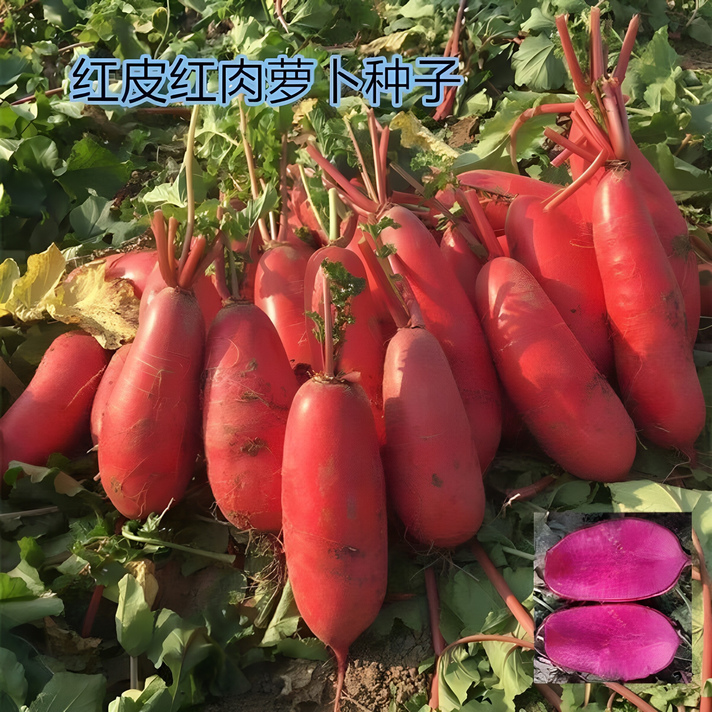 红皮红心萝卜种子四川特色透心红胭脂萝卜种农家秋播满身红萝卜籽