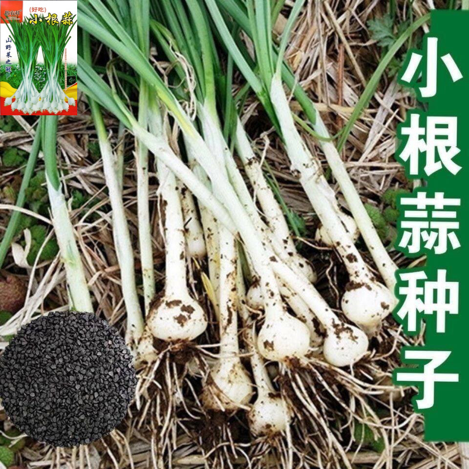 小根蒜种子山蒜大脑瓜儿东北地方特色野菜野生保健蔬菜春秋四季播