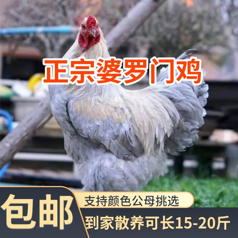 （山东发货）正宗纯种婆罗门鸡大红袍梵天鸡宠物鸡