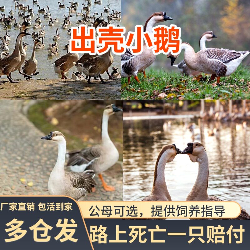 【可发广西】正宗马岗鹅灰鹅纯种雁鹅农村散养宠物鸭