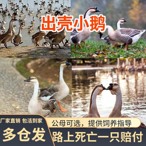 【江苏发货】正宗出壳马岗鹅农村散养雁鹅灰鹅宠物鸭