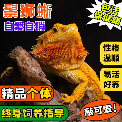 新手入门不咬人鬃狮蜥蜴幼体宠物