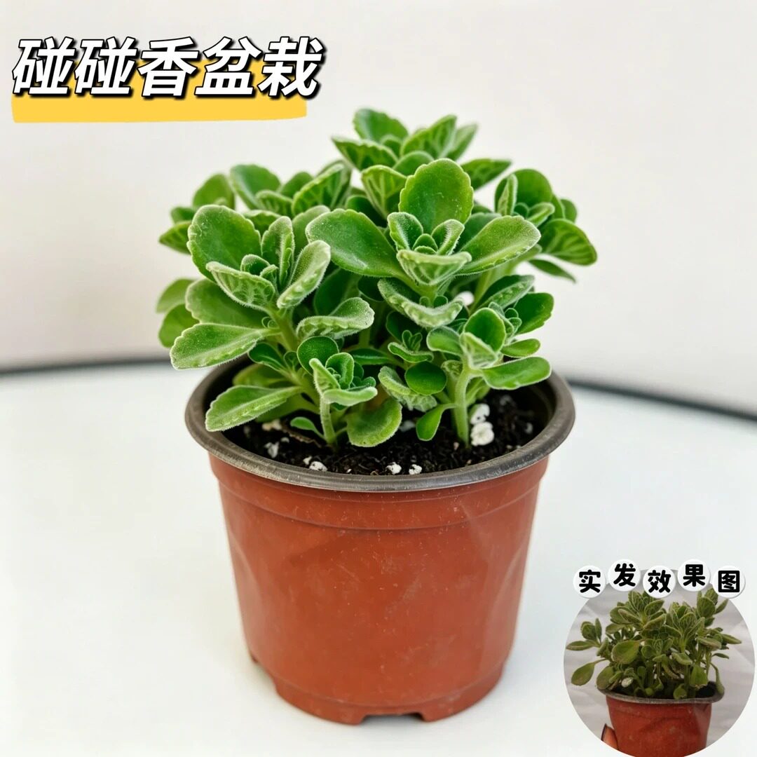 碰碰香盆栽一抹香碰碰香盆栽绿植客厅阳台办公室桌面好养花卉植zy
