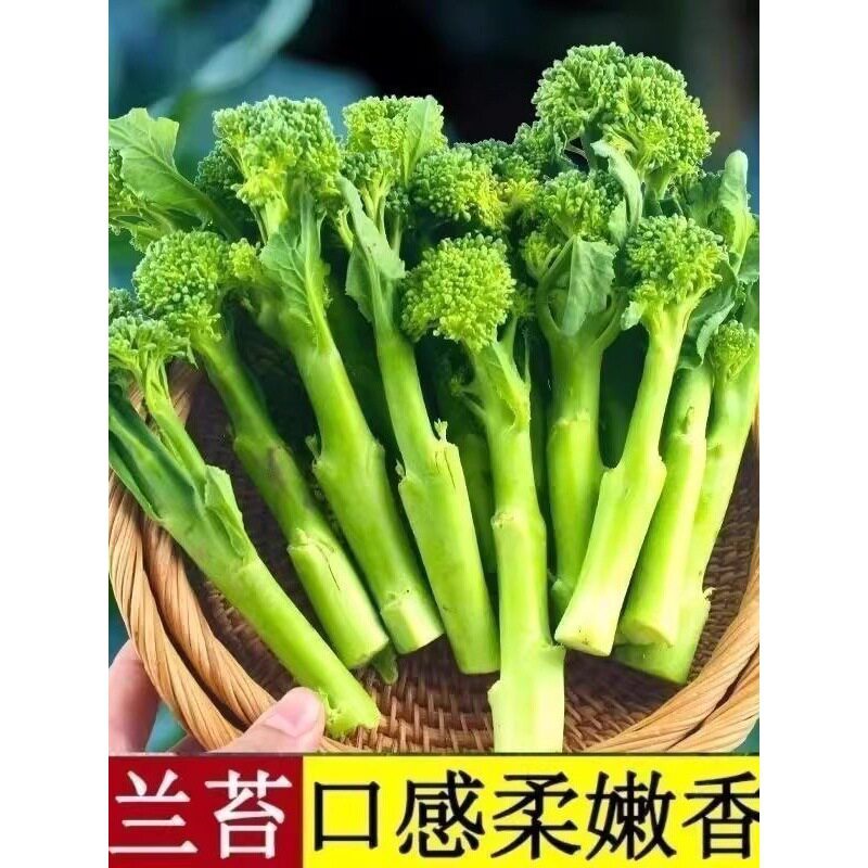 西兰苔脆嫩芥兰苔秧苗春秋四季耐热阳台庭院种植蔬菜种JH