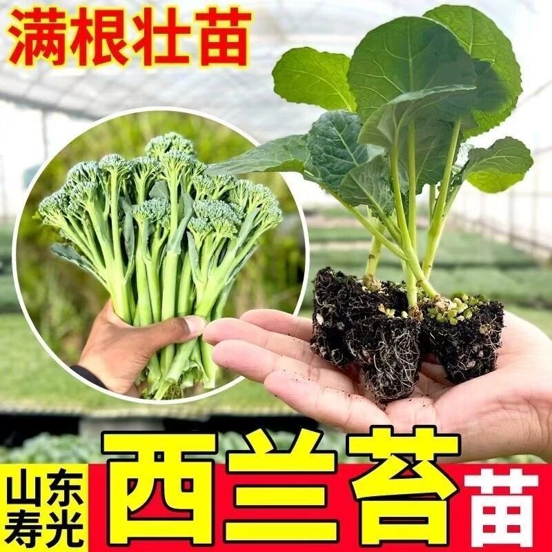 西兰苔苗子脆嫩芥兰苔秧苗春秋四季耐热阳台庭院种植蔬菜种苗zy