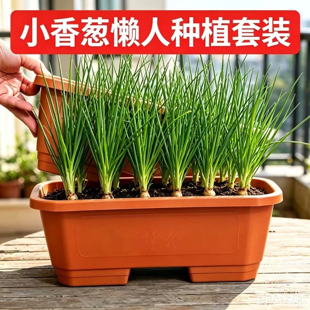 小香葱懒人种植套装正品四川红葱头新手阳台种植专用zy